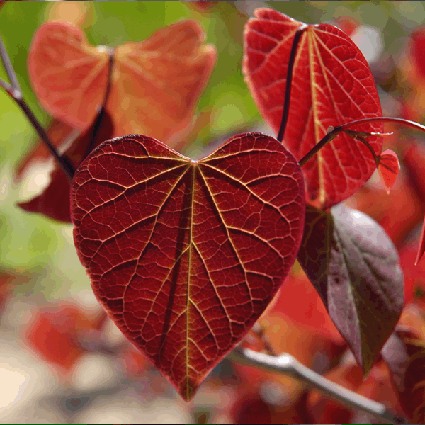 Close-up of a vivid red heart-shaped leaf with prominent veins, flanked by the deep reddish-purple foliage of the Cercis Forest Pansy - American Redbud Tree, creating a striking contrast in its natural setting.