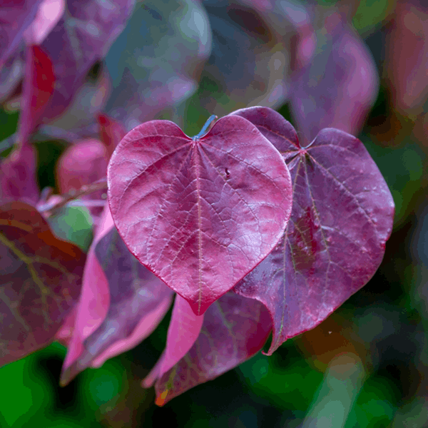 A close-up view of the heart-shaped, deep reddish-purple leaves of the Cercis Forest Pansy - American Redbud Tree on a branch, complemented by pink flowers set against a serene, blurred green background.