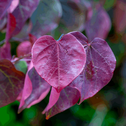 A close-up view of the heart-shaped, deep reddish-purple leaves of the Cercis Forest Pansy - American Redbud Tree on a branch, complemented by pink flowers set against a serene, blurred green background.