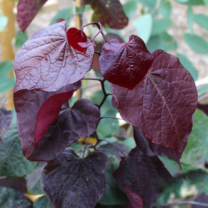 A tree with deep reddish-purple, heart-shaped leaves stands gracefully against a blurred background, reminiscent of the vibrant Cercis Forest Pansy - American Redbud Tree.