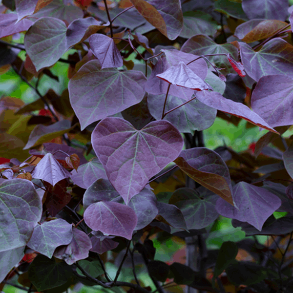 Heart-shaped purple leaves on a branch, surrounded by lush green foliage, enhance the vibrant display of pink flowers from the Cercis Forest Pansy - American Redbud Tree.