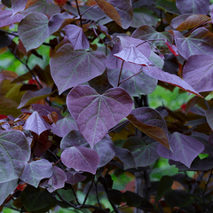 Cercis Forest Pansy - American Redbud Tree