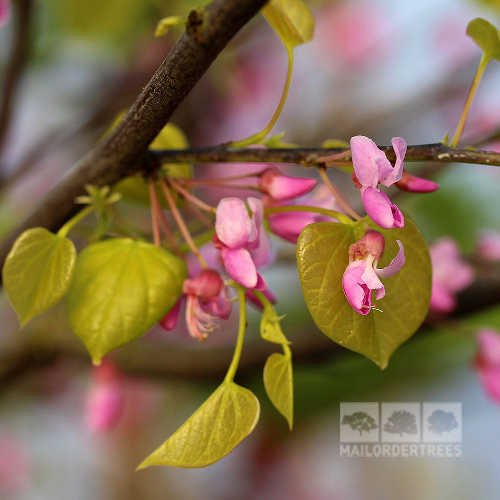 Close-up of a branch featuring budding pink flowers and vibrant green heart-shaped leaves typical of the Cercis canadensis, also known as the Cercis Hearts of Gold - Gold Redbud Tree.