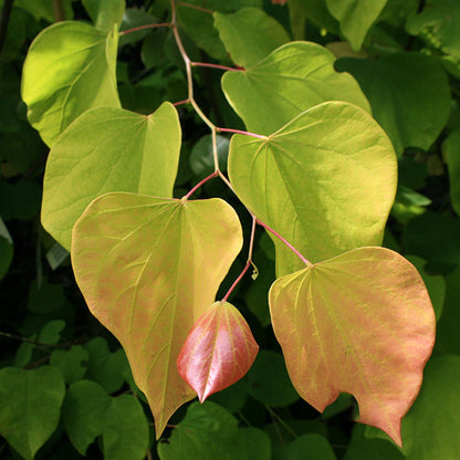 A cluster of heart-shaped leaves, displaying a blend of green and reddish tones, hangs elegantly in the sunlight. The Cercis Hearts of Gold - Gold Redbud Tree, known scientifically as Cercis canadensis, enriches this natural display with its golden heart-shaped foliage.