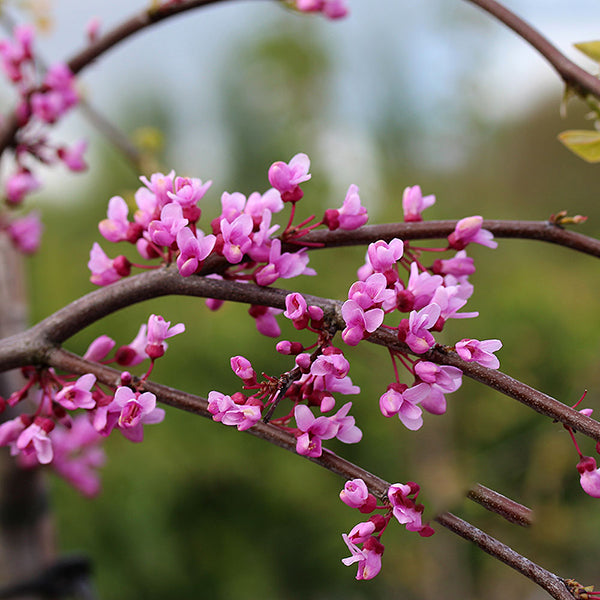 The slender branches of a Cercis Lavender Twist - Weeping Redbud Tree are adorned with delicate pink blossoms, beautifully contrasted against a softly blurred green backdrop.