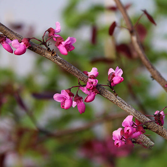 Close-up of a branch from the Cercis Merlot - Merlot Redbud Tree, showcasing its deep pink flowers blooming against a blurred background.