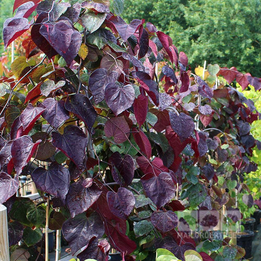 Clusters of heart-shaped, dark purple leaves elegantly cascade from the Cercis Ruby Falls - Weeping Redbud, creating a striking contrast against lush green foliage.