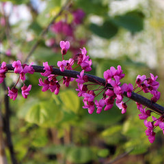 Cercis Ruby Falls - Weeping Redbud