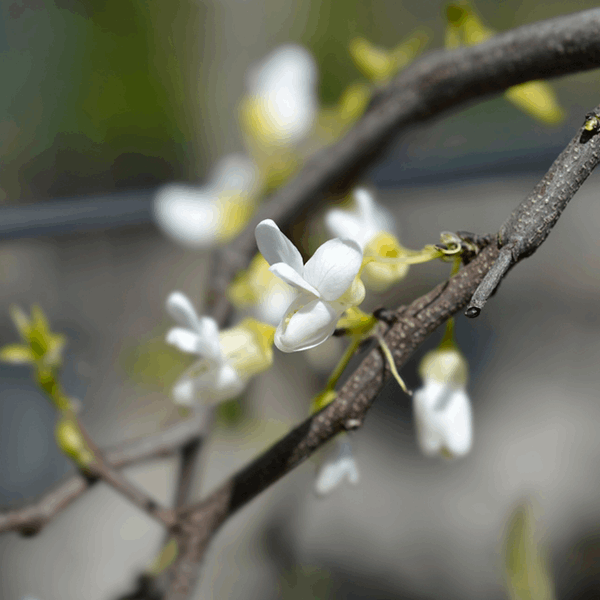 White flowers of the Cercis canadensis 'Royal White' bloom on a brown, woody branch against a softly blurred background.