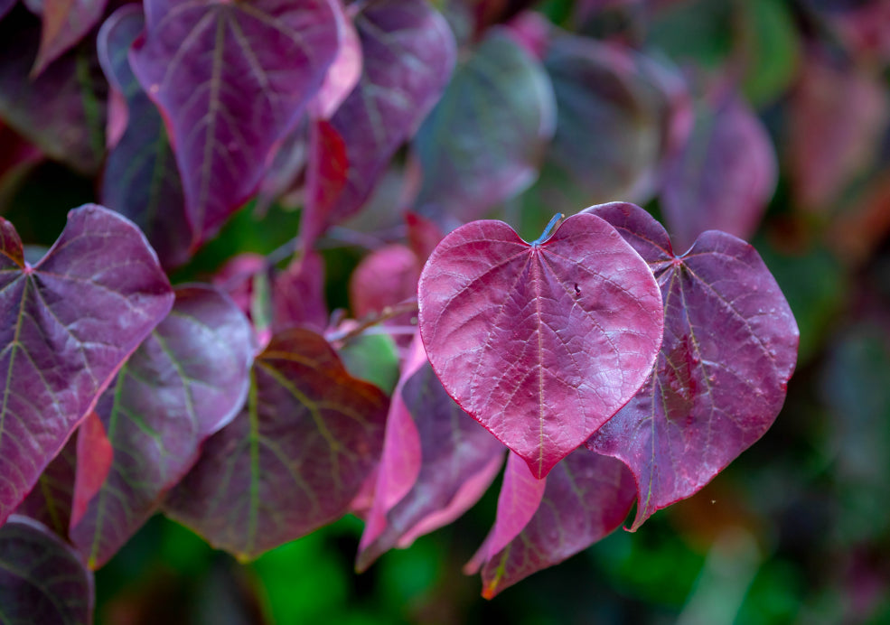 Close-up of pinkish-purple, heart-shaped leaves against a green blurred background.