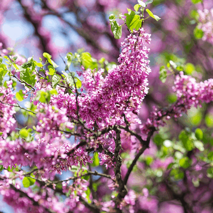 A close-up image of a Cercis siliquastrum branch showcases vibrant pink blossoms displaying cauliflory, accompanied by lush green leaves, set against a softly blurred background.