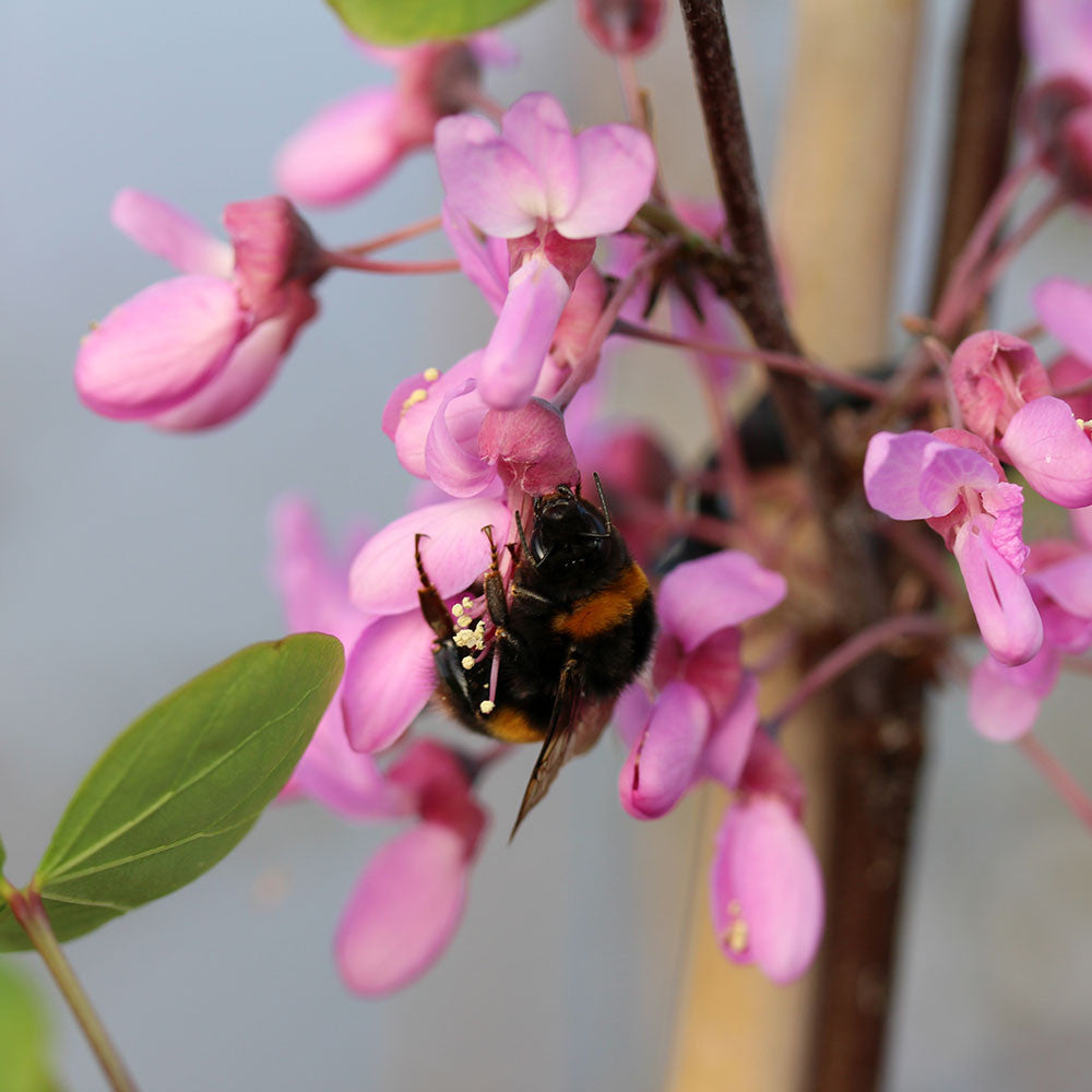 A bumblebee is perched on a cluster of pink flowers, collecting pollen from the cauliflorous branches of the Cercis siliquastrum - Judas Tree.