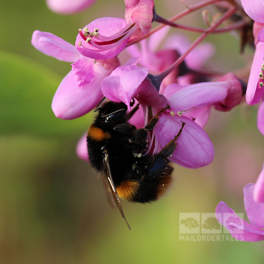 A bumblebee is perched on the vibrant pink flowers of the Cercis siliquastrum - Judas Tree, diligently collecting nectar.