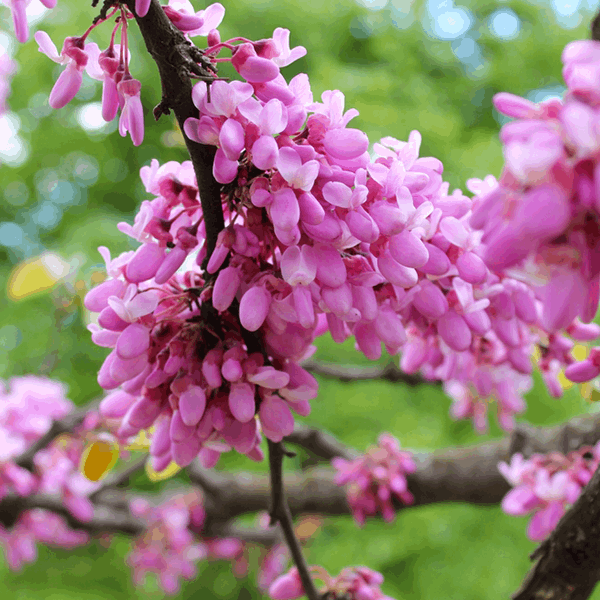 A close-up view of vibrant pink blossoms on a branch of the Cercis siliquastrum - Judas Tree, highlighting its beauty against a softly blurred green background.