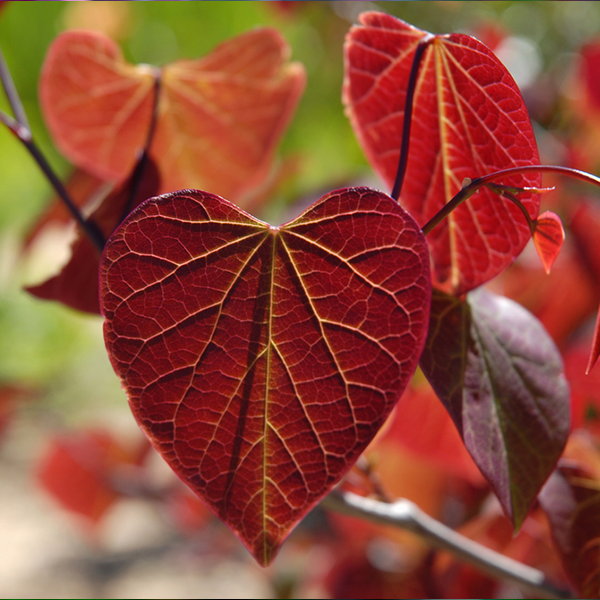 Cercis Forest Pansy - American Redbud Tree