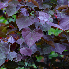 Cercis Forest Pansy - American Redbud Tree