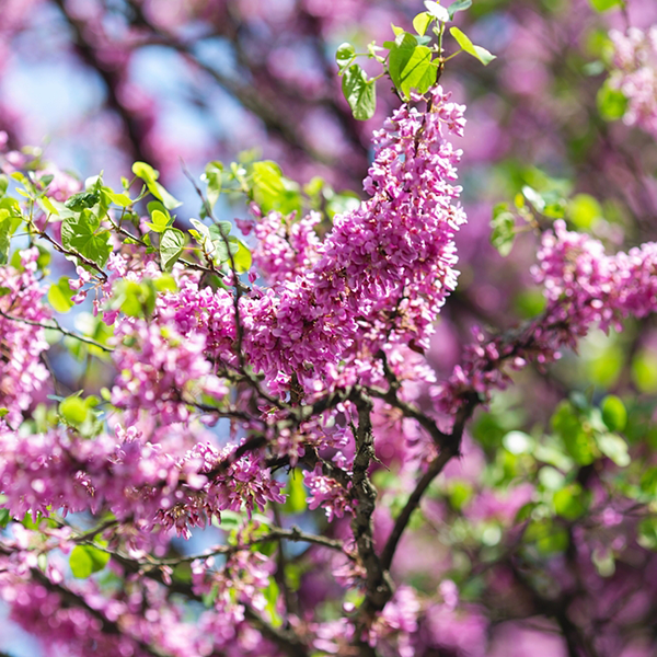 Cercis Siliquastrum close up