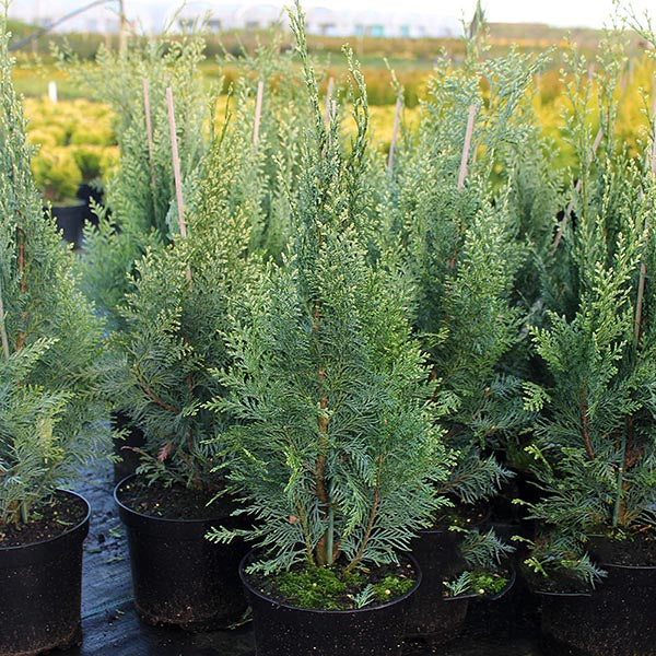 A collection of potted evergreen shrubs, including the Chamaecyparis lawsoniana Allumii White Spot - Lawson cypress with its compact habit, is arranged on a black surface in an outdoor setting.