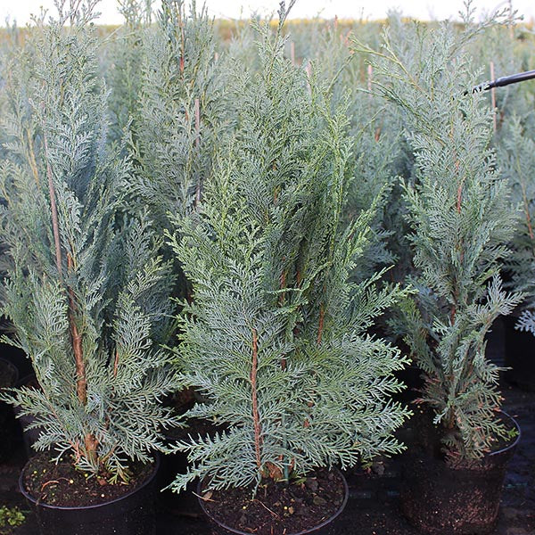 Chamaecyparis lawsoniana Columnaris, also known as Lawson cypress, stands in black pots, forming a picturesque scene in the nursery.