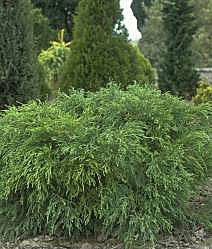 In an outdoor garden setting, the Chamaecyparis lawsoniana Duncanii - Lawson Cypress displays its bushy green shrub form with fine, feathery bluish-green leaves, offering excellent ground cover.