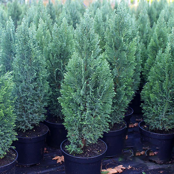 Several Chamaecyparis lawsoniana Ellwoodii trees are closely arranged on a dark surface with scattered leaves.