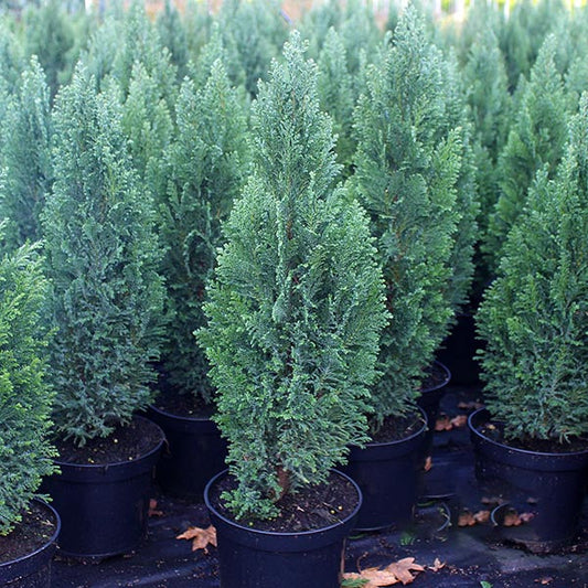 Chamaecyparis lawsoniana Ellwood's White - Lawson Cypress