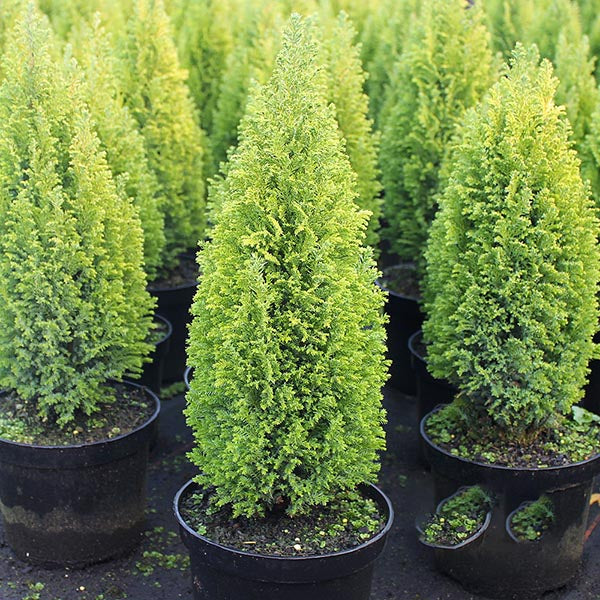 Rows of potted Chamaecyparis lawsoniana Ellwoods Gold, with dense bright green foliage, bring charm to any garden.