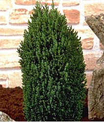 The Chamaecyparis lawsoniana Ellwoods Pillar - Lawson Cypress, a compact evergreen conifer with dense dark green foliage, beautifully complements light-colored bricks and rocks in a charming rock garden.