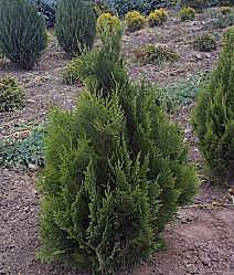 A compact Chamaecyparis lawsoniana Green Pillar - Lawson Cypress enhances the garden bed with its lush green needles, harmonizing beautifully with the soil and other shrubs.