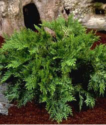 This evergreen features dense, feathery green leaves that thrive in front of a textured trunk, capturing the lush beauty of Chamaecyparis lawsoniana Knowefieldensis - Lawson Cypress.