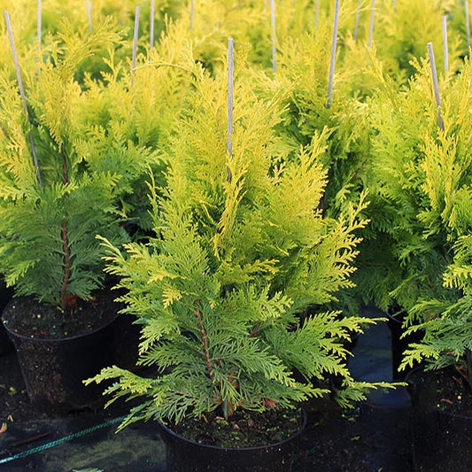 Rows of potted Chamaecyparis lawsoniana Lanei with vibrant green foliage, close together. Each pot has small supporting sticks showcasing the beauty of Lawson Cypress.