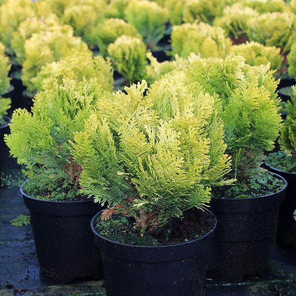 Potted Chamaecyparis lawsoniana Minima Aurea, also known as dwarf Lawson Cypress, showcase dense foliage with striking golden hues elegantly arranged in rows.