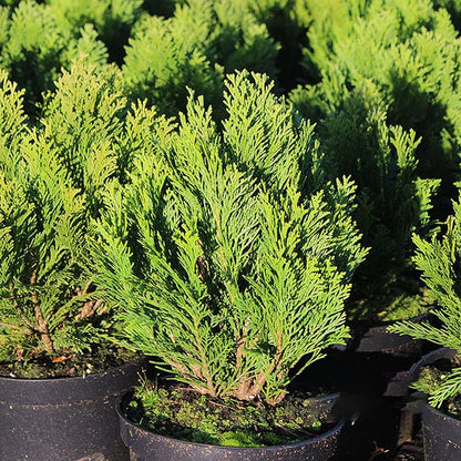 Rows of Chamaecyparis lawsoniana Minima Glauca, small evergreen shrubs in black pots, display vibrant green foliage—ideal for adding year-round vitality to a rock garden.