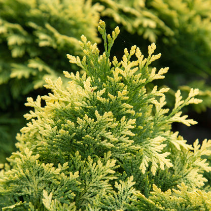 Close-up of the intricate, needle-like green and yellow foliage of Chamaecyparis lawsoniana Minima Glauca, a dwarf conifer shrub ideal for adding texture to rock gardens.