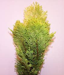 Close-up of a vivid green Chamaecyparis lawsoniana Moonsprite branch, featuring delicate needle-like leaves against a plain background.