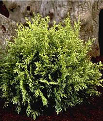 Chamaecyparis lawsoniana Nana Albospica - Lawson Cypress