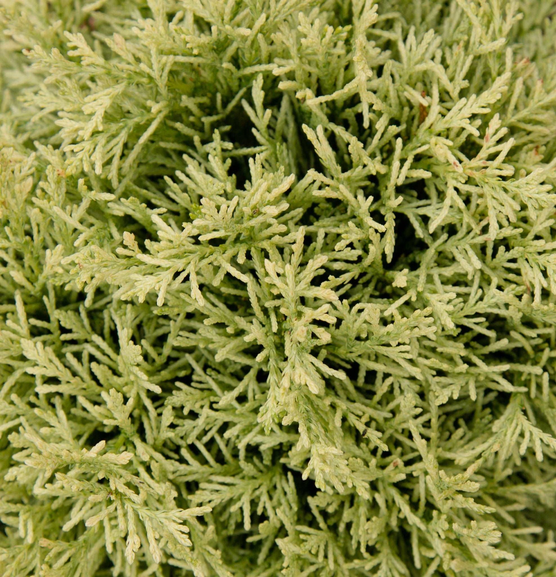 Close-up of a dense cluster of light green, needle-like leaves from the Lawson Cypress Chamaecyparis lawsoniana Nana Argentea, highlighting its intricate beauty.