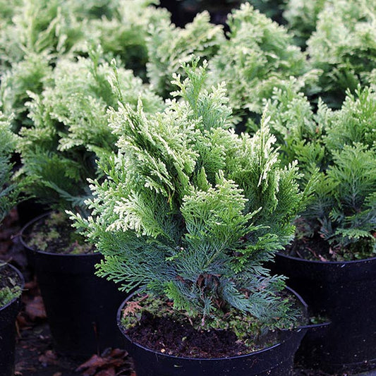 Close-up of Chamaecyparis lawsoniana Pygmaea Argentea - Lawson Cypress, featuring lush, silvery-white tips, arranged in black containers.