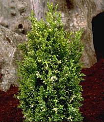 The Chamaecyparis lawsoniana Silver Threads, a green evergreen shrub with a neat conical shape, stands upright against a brown and gray textured background.