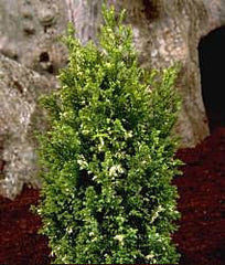 Chamaecyparis lawsoniana Silver Threads - Lawson Cypress