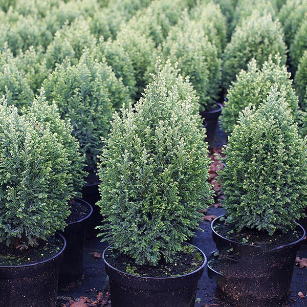 Rows of Chamaecyparis lawsoniana Snow White, also known as Lawson Cypress evergreens, with dense green foliage are neatly arranged on the ground.