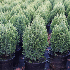 Chamaecyparis lawsoniana Snow White - Lawson Cypress