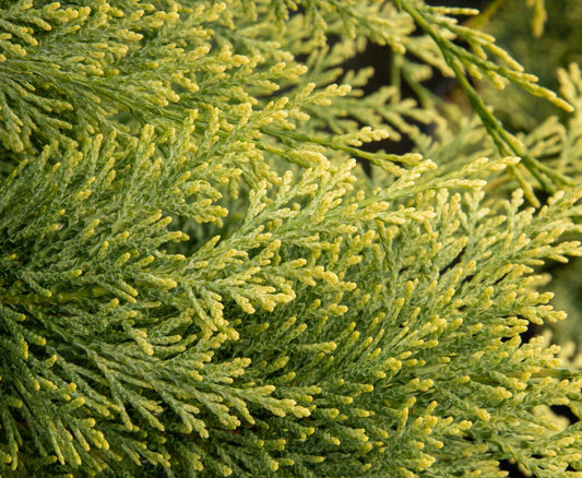 Chamaecyparis lawsoniana Summer Snow - Lawson Cypress