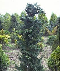 A tall, narrow Chamaecyparis lawsoniana Wisselii with twisted branches stands among other conifers in a garden or nursery, showcasing its evergreen beauty.