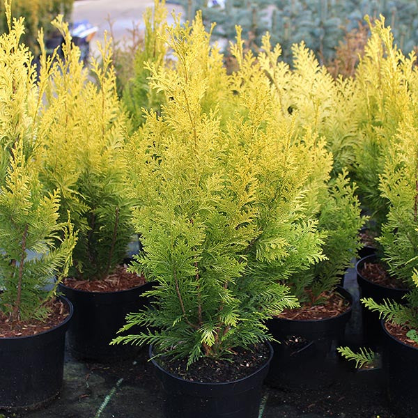 The Chamaecyparis lawsoniana Yvonne - Lawson Cypress, with its golden foliage and green bases, is displayed outdoors in black containers.