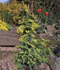 A young Chamaecyparis obtusa Fernspray Gold stands gracefully among two red tulips, set against a stone landscape backdrop.