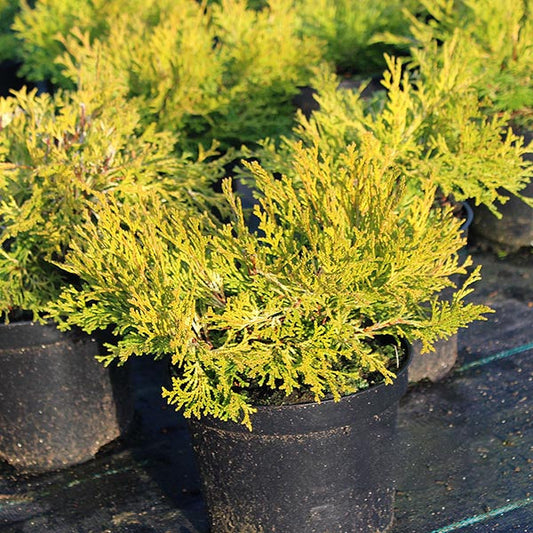 Chamaecyparis obtusa Karamachiba - Hinoke False Cypress, with its small potted evergreen form and golden foliage, is beautifully arranged on a dark surface, perfect for patio planters.