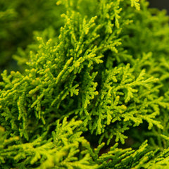 Chamaecyparis obtusa Melody