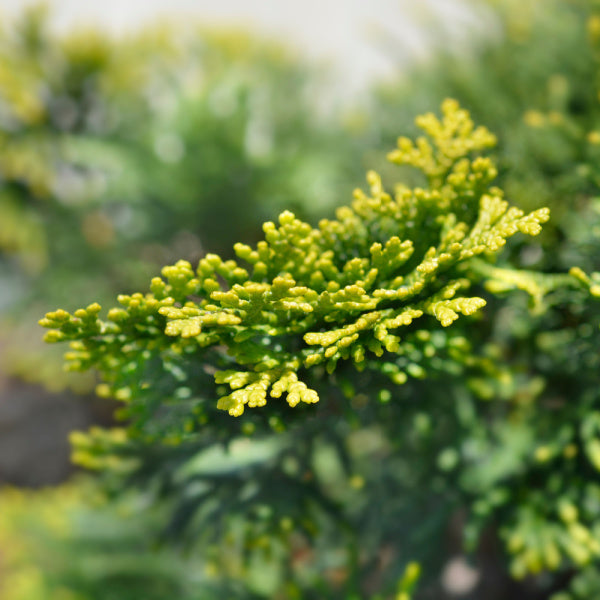 Close-up of green pine needles with a blurred background, showcasing the vibrant texture and detailed branching of the Chamaecyparis obtusa Nana Aurea - Hinoke False Cypress foliage.