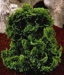 A Chamaecyparis obtusa Nana Gracilis - Hinoke False Cypress with lush green foliage against a brown soil backdrop.